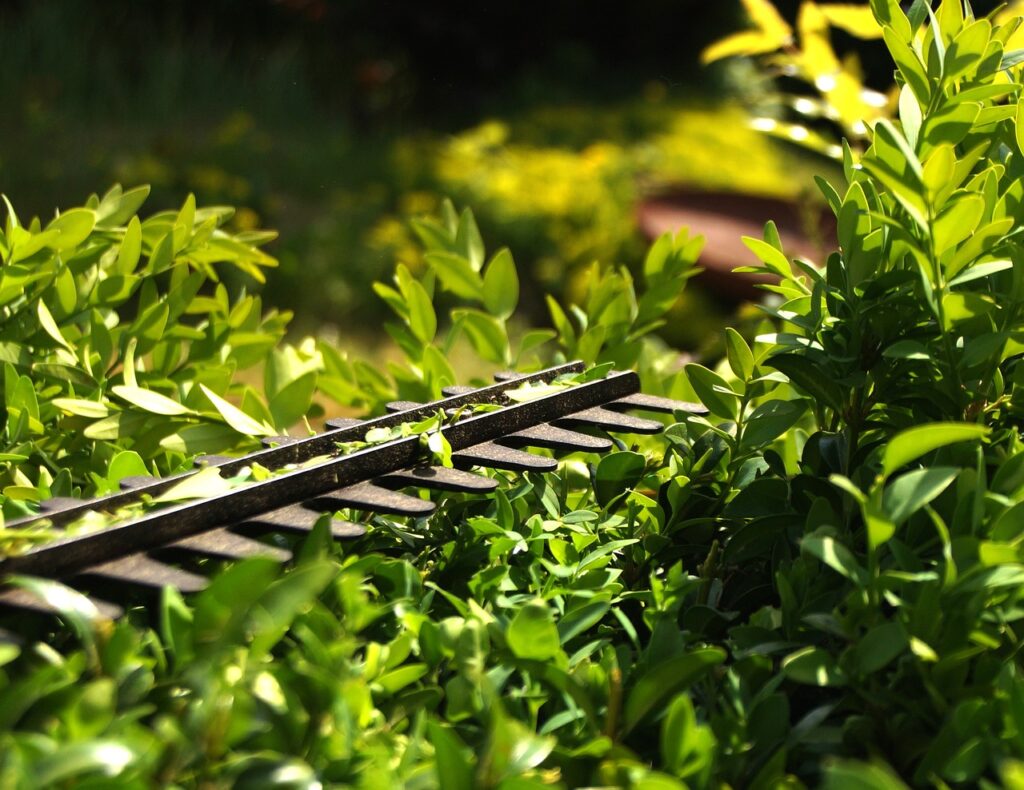 hedge, to cut, formschintt, garden, green, nature, plants, workers, gardener, privacy, landscaper, growth, hedge trimmer, cut off, cut to size, knife, hobby, sunshine, copy space, diy, work, hedge, hedge, hedge trimmer, hedge trimmer, hedge trimmer, hedge trimmer, hedge trimmer