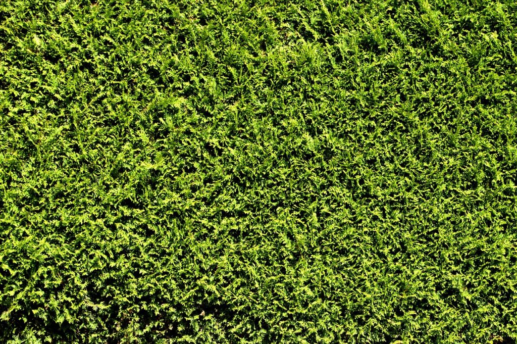 hedge, thuja, green, plant, privacy, structure, construction site, nature, leaves, shrub, hedge, hedge, hedge, hedge, hedge, shrub